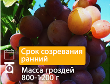 Кишмиш Мармеладный