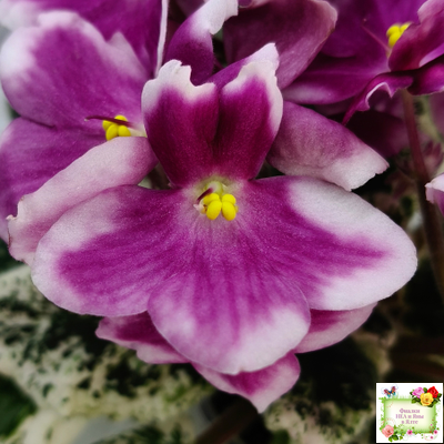 KZ-Источник Вдохновения (И. Заикина) 2023 г.