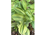 Polygonatum humile Shiro Shima Fu