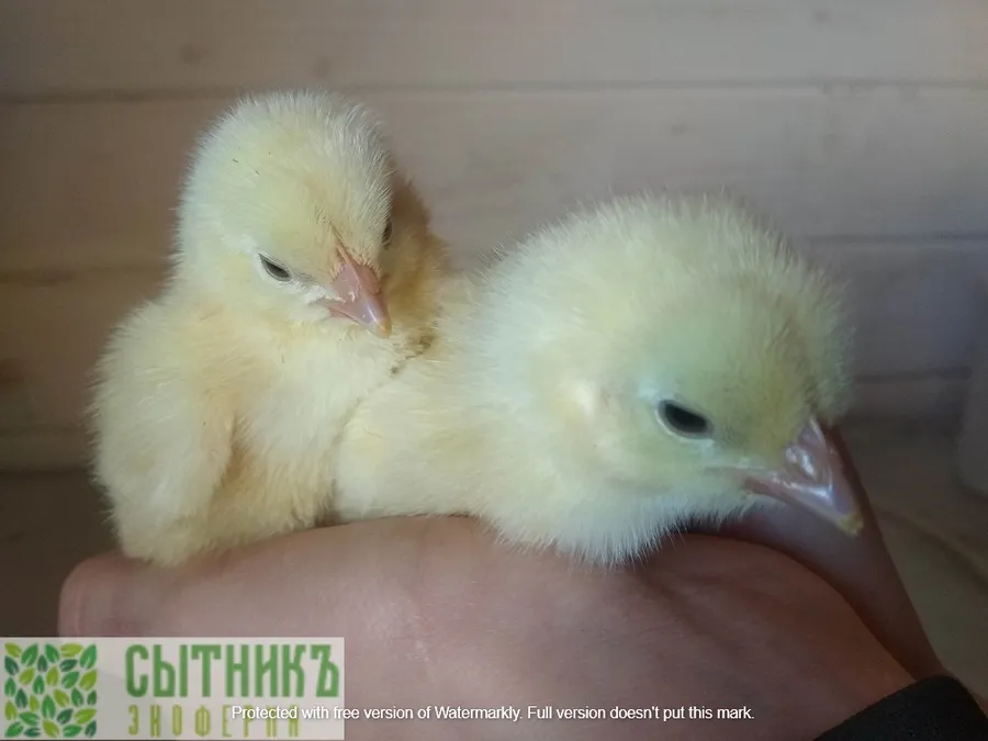 Фермерские цыплята бройлеры