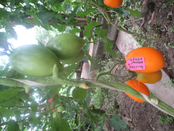 Томаты "Золотой Кенигсберг". Очень вкусные томаты.