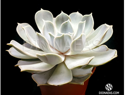 Echeveria Pollux