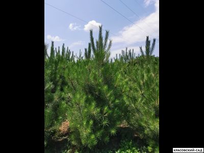 Сосна Черная - Pinus Nigra