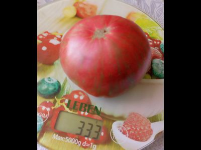 Томат Гном Малиновая нерка (Dwarf Crimson Sockeye)