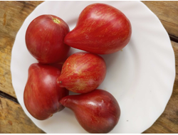 Томат Огненная комета Софии