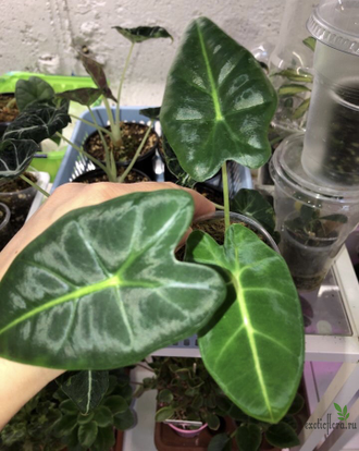 Alocasia Micholitziana 'Frydek' / Алоказия Мишольца Фрайдек