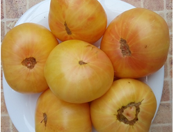 Томат Гном Розелла снежная, (Dwarf Rosella snow) США