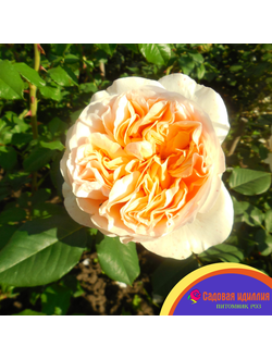 Априкот Скай (Apricot Sky)