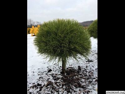 Сосна Мари Брегон - Marie Bregeon