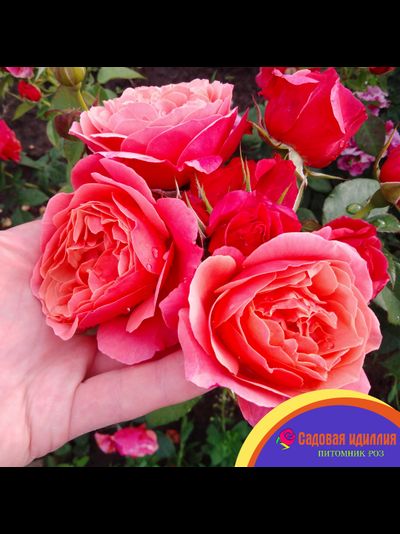 Аптаун Гёрл (Uptown Girl)