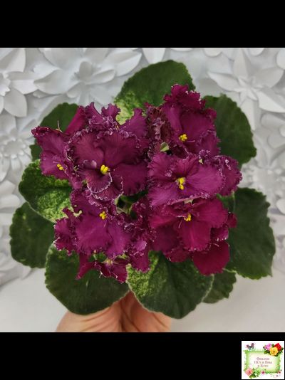 ЛЕ-Шелковые Кружева (Е. Лебецкая) 2017 г. (лист посажен 28.01.26)