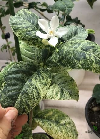 WRIGHTIA ANTIDYSENTERIСА  Variegated / Холарена Вариегатная  нестабильная вариегатность / Райтия Антидизентерика вариегатная
