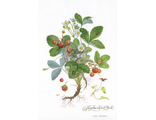 93-Fragaria viridis Duch