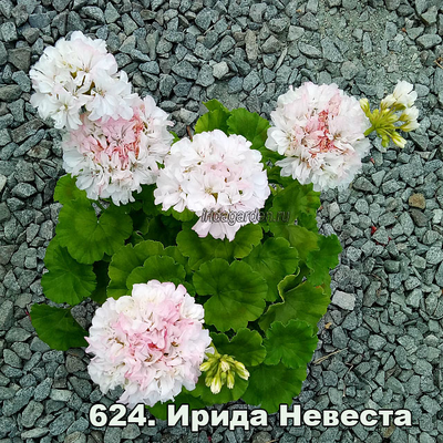 Пеларгония Ирида Невеста