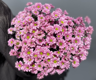 Сантини 15 шт