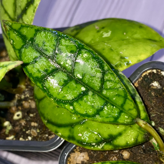 14/02/2025 Hoya Callistophylla No.3 (pink splash)