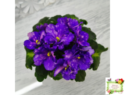 ДВ-Мегавольт (Д. Лягина) 2023 г. (гёрл-листва)