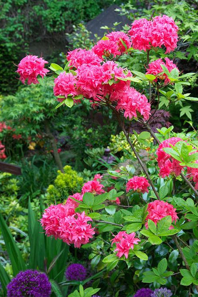 Рододендрон (Азалия) Homebush