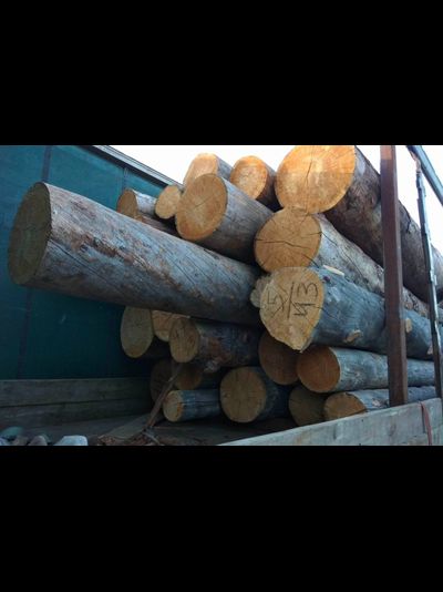 Бревно Кело диаметр 32 см, длина 6 м