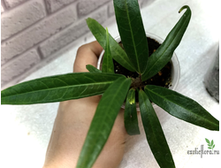 Piper sp. аngustifolium ? / перчик узколистный