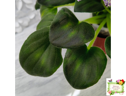 LV-Цветы для Любимого (Л. Шевелева) 2025 г. трейлер (клакамасный лонг)