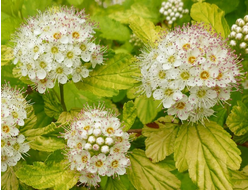 Пузыреплодник калинолистный Nugget, C3