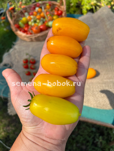 Dwarf Banana Toes (Гном Банановые пальчики), 10 шт
