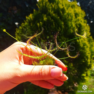 Drosera Binata