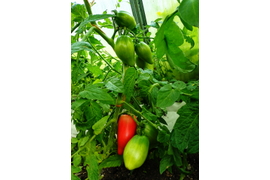 гном Десперадо самый первый из гномов завязал плоды