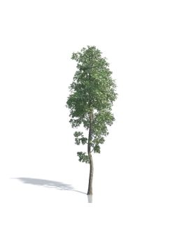 Billboards Дерево летнее_10