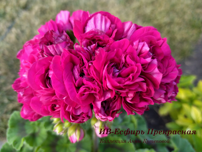 Пеларгония ИВ-Есфирь Прекрасная