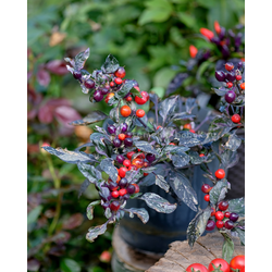 Перец острый Indonesian x Purple Flash, 10 шт