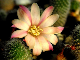 Rebutia hybr. ‘Sunrise’  - 5 семян