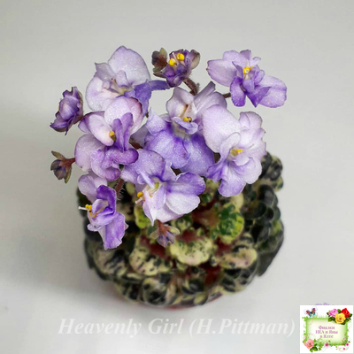 Heavenly Girl (Хевенли Гел), H.Pittman (пестролистный гёрл)