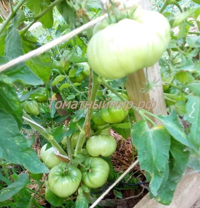 Томат Клеота розовая (Cleota Pink) США