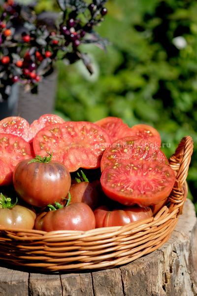 Томат Муаровый Закат, 10 шт