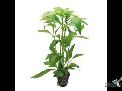 Гимнокоронис (ветка)