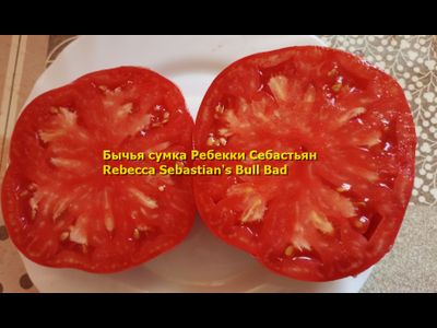 Томат Бычья сумка Ребекки Себастьян (Rebecca Sebastian's Bull Bad, США)