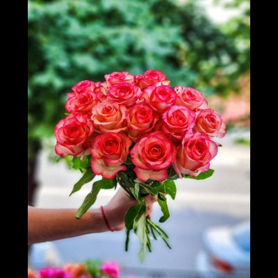 Роза Россия "Джумилия" 40 см 15 шт