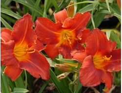 Лилейник Амадеус (Hemerocallis Amadeus)