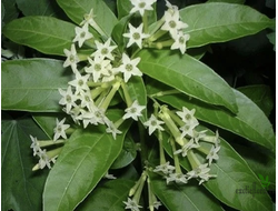 Цеструм ночной / Cestrum nocturnum