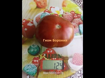 Томат Борония (Boronia) США