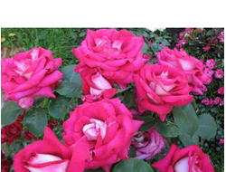 Моника Белуччи (Monica Bellucci),  Ч/Г, Meilland