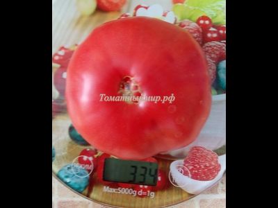 Томат Настоящий Бельмонте из Калабрии (Belmonte vero Calabro, Italy)