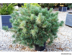 Сосна Дирхэв - Dyrehave