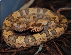Тонкинская куфия(Ovophis tonkinensis)