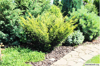 Тис ягодный Элегантиссима - Elegantissima