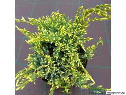 Можжевельник Дрим Джой - Dream Joy