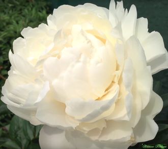 Paeonia Class Act