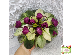 ЕК-Лампа Желаний (Е. Коршунова) 2021 г. (лист посажен 12.10.25)